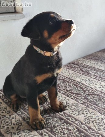 Fajtatiszta Rottweiler szukák 9hetesek