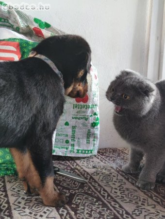 Fajtatiszta Rottweiler szukák 9hetesek