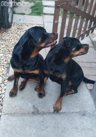 Fajtatiszta Rottweiler szukák 9hetesek