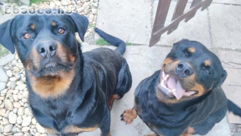 Fajtatiszta Rottweiler szukák 9hetesek