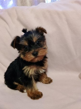 Yorkshire terrier