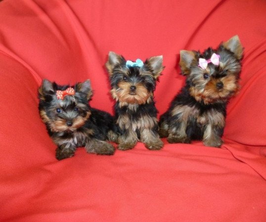 Yorkshire Terrier