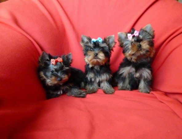 Yorkshire Terrier
