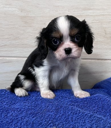 Cavalier King Charles spániel kiskutyus!