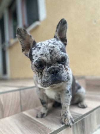 Barátság extrákkal Rockyval