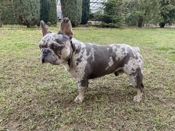 Barátság extrákkal Rockyval