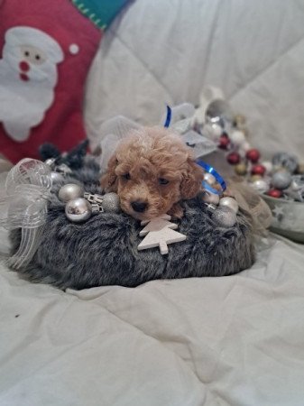 Máltai+uszkár=Maltipoo havanese bichon