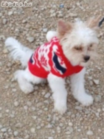 Eladó Biewer yorki 10 hónapos