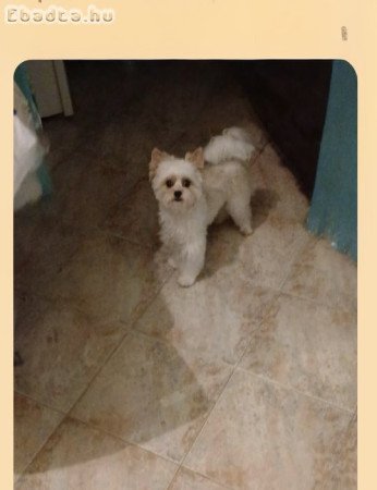 Eladó Biewer yorki 10 hónapos