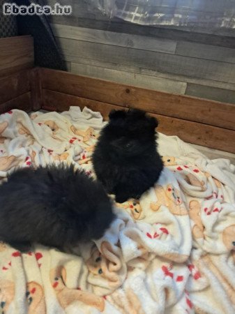 Karácsonyra pomerániai kisfiú