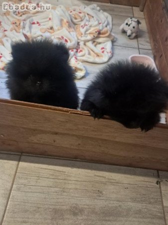 Karácsonyra pomerániai kisfiú