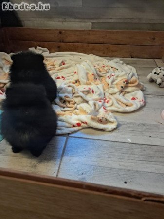 Karácsonyra pomerániai kisfiú