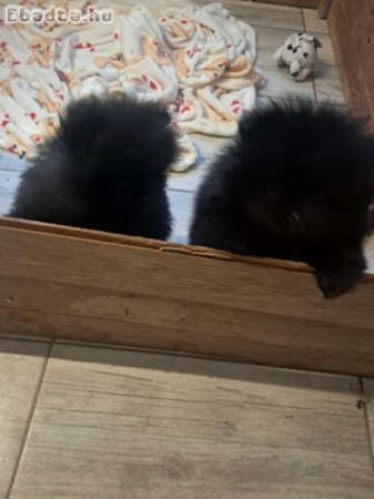 Karácsonyra pomerániai kisfiú