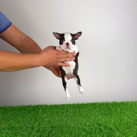 Boston terrier
