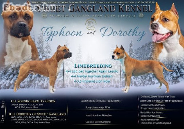 Amstaff kiskutyákra jelentkezést felveszek!