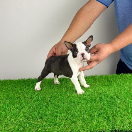 Boston terrier