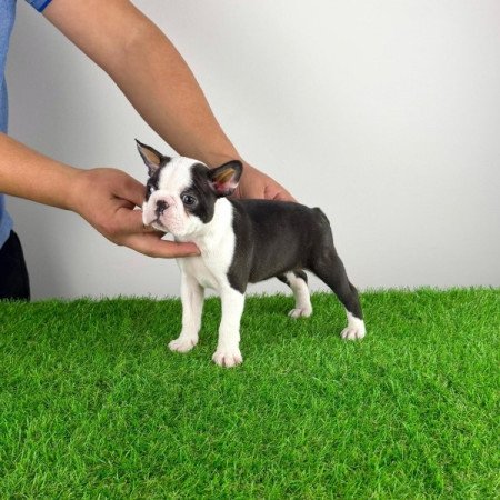 Boston terrier