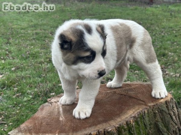 Közép-ázsiai kiskutya eladó