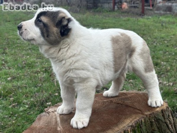 Közép-ázsiai kiskutya eladó