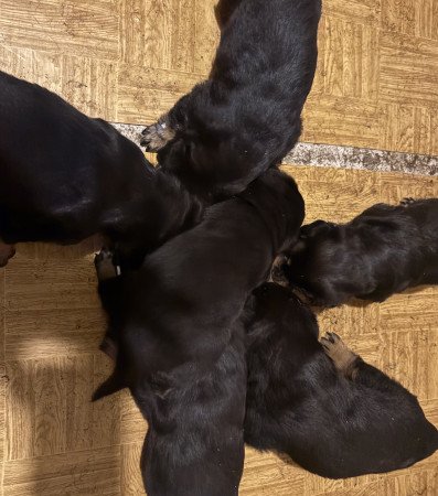 8130 Enying Vas Gereben utca 75