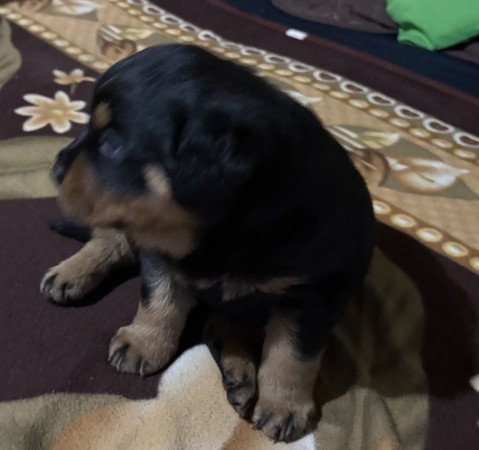 8130 Enying Vas Gereben utca 75