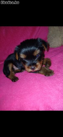 Yorki Terrier Béby gazdisodna