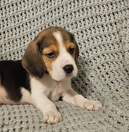 Beagle