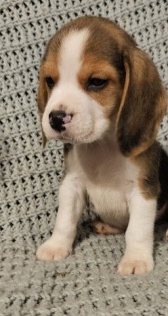 Beagle