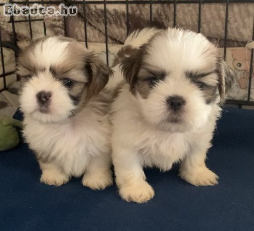 Gyönyörű Shih Tzu kölykök papírokkal
