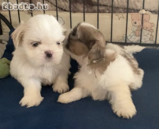 Gyönyörű Shih Tzu kölykök papírokkal
