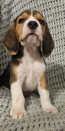 Beagle