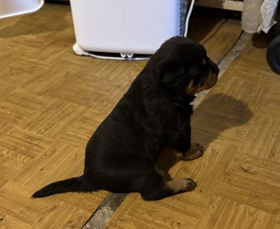 Rottweiller