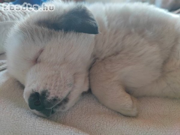 Közép-ázsiai juhászkutya kiskutya