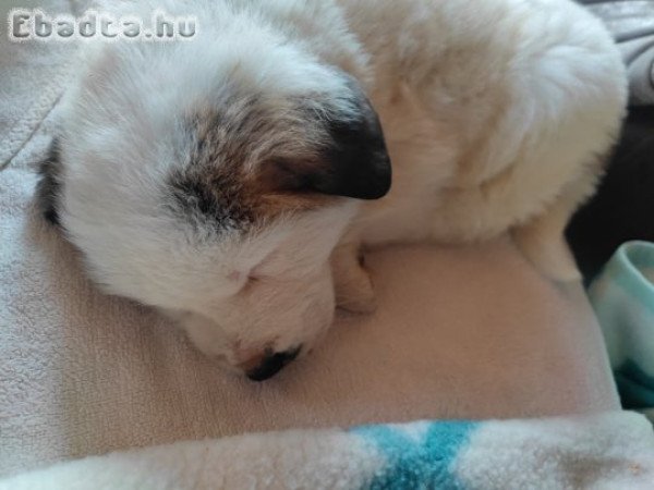 Közép-ázsiai juhászkutya kiskutya