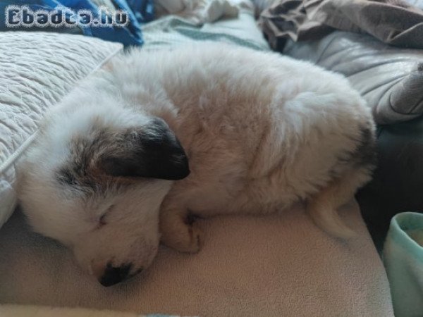 Közép-ázsiai juhászkutya kiskutya