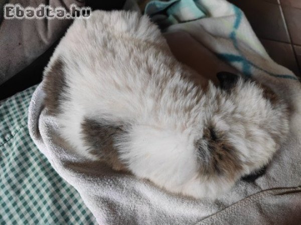 Közép-ázsiai juhászkutya kiskutya