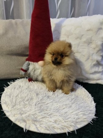 Pomerániai törpe spitz