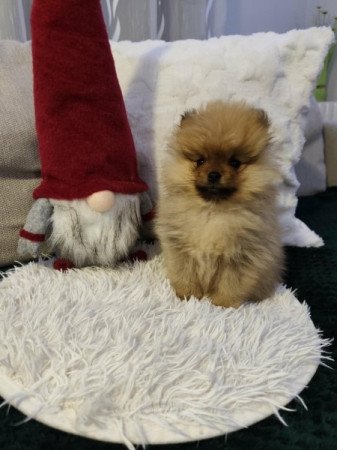 Pomerániai törpe spitz