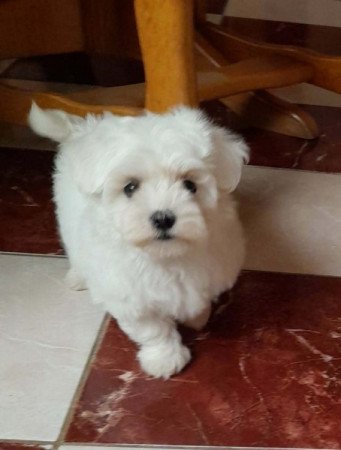 Máltai selyemszőrű