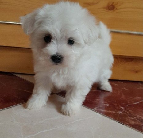 Máltai selyemszőrű