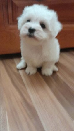 Máltai selyemszőrű