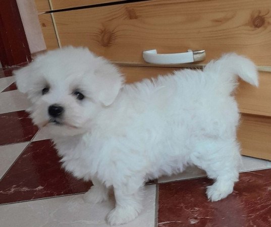 Máltai selyemszőrű