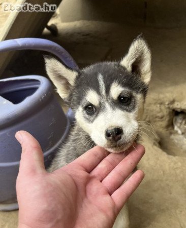 Eladó husky szuka kölyök