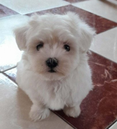 Máltai selyemszőrű