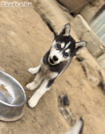 Eladó husky szuka kölyök