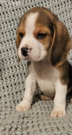 Törzskönyves beagle kiskutyák