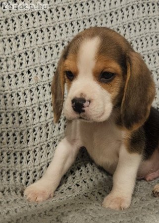 Törzskönyves beagle kiskutyák