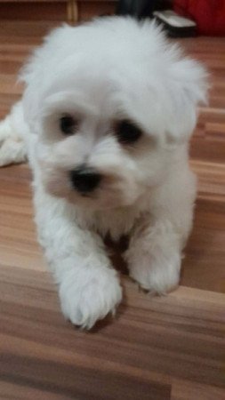 Máltai selyemszőrű