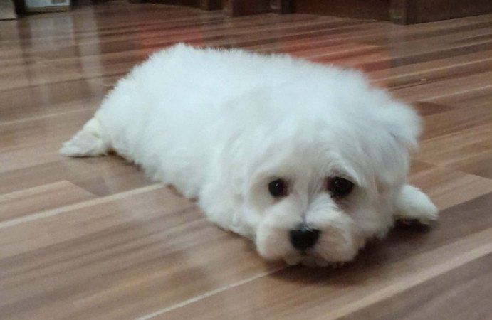 Máltai selyemszőrű