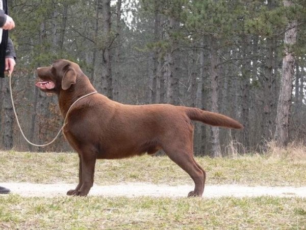 Labrador Retriever